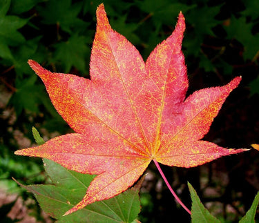 Acer palmatum 'Ichigyoji' - mapleridgenursery